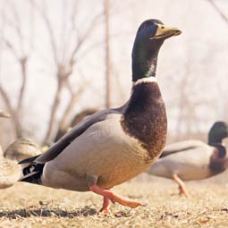 轰炸短信信息软件免费版